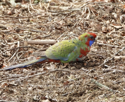 pennantrosella - Platycercus elegans - Crimson rosella
