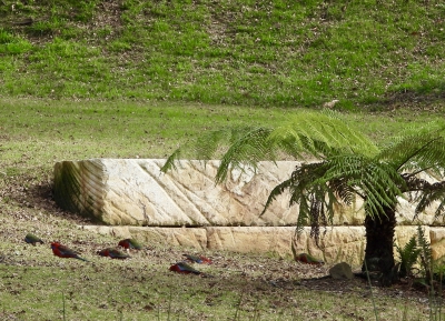 pennantrosella - Platycercus elegans - Crimson rosella
