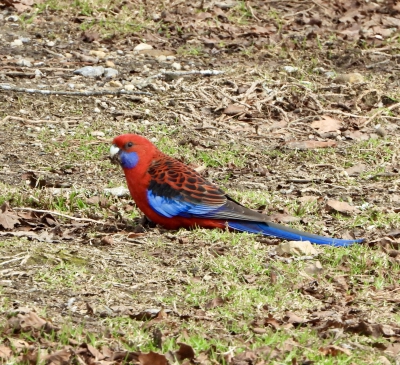 pennantrosella - Platycercus elegans - Crimson rosella
