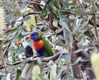 Lori van de Blauwe Bergen - Trichoglossus moluccanus - Rainbow Lorikeet
