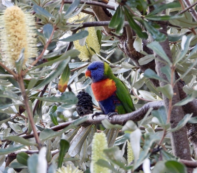 regenbooglori - Trichoglossus haematodus - Rainbow lorikeet
