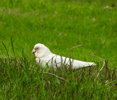 Naaktoogkaketoe - Cacatua sanguinea - Little corella
