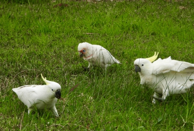 Naaktoogkaketoe - Cacatua sanguinea - Little corella
