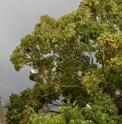 Grote geelkuifkaketoe - Cacatua galerita - Sulphur-crested cockatoo
