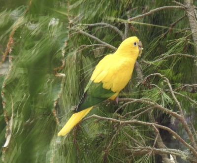 Goudparkiet - Guaruba guarouba - golden parakeet
