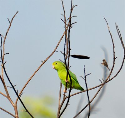 groene muspapegaai - Forpus passerinus
Keywords: groene muspapegaai - Forpus passerinus