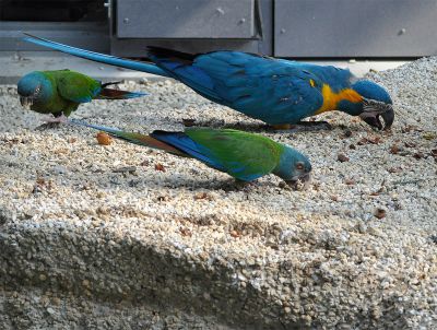 blauwkeelara - Ara glaucogularis - Blue-throated macaw
