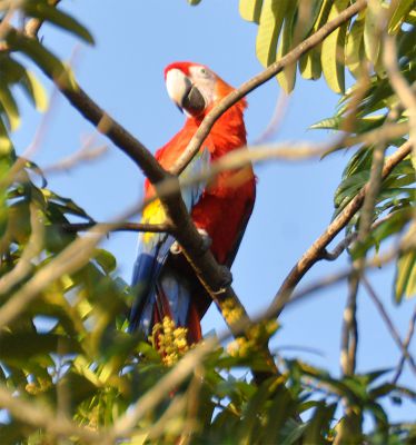 geelvleugelara - ara macao - Scarlet macaw
Keywords: geelvleugelara;ara macao