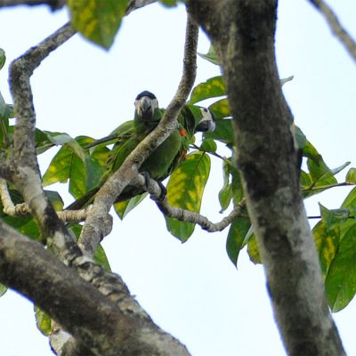 dwergara - Ara severus - Chestnut-fronted macaw
