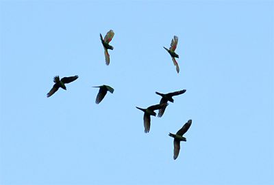 dwergara - Ara severus - Chestnut-fronted macaw
