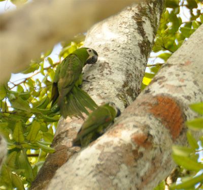dwergara - Ara severus - Chestnut-fronted macaw
Keywords: dwergara;Ara severus