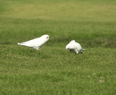 Naaktoogkaketoe - Cacatua sanguinea - Little corella
