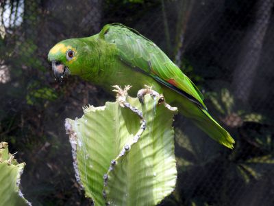 geelvoorhoofdamazone - Amazona ochrocephala - Yellow-crowned amazon
Keywords: geelvoorhoofdamazone;Amazona ochrocephala