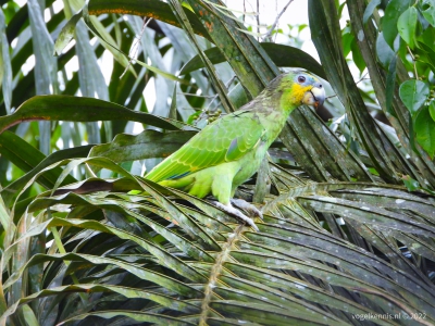 oranjevleugelamazone - oranje-winged parrot (Amazona amazonica)
