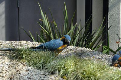 blauwkeelara - Ara glaucogularis - Blue-throated macaw
Keywords: blauwkeelara;Ara glaucogularis