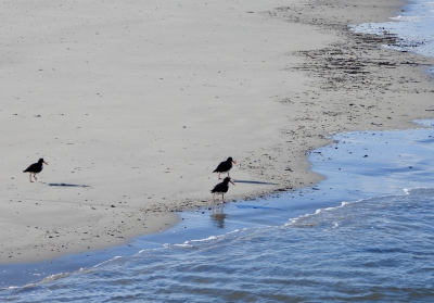 Australische bonte scholekster - Haematopus longirostris - Pied oystercatcher
