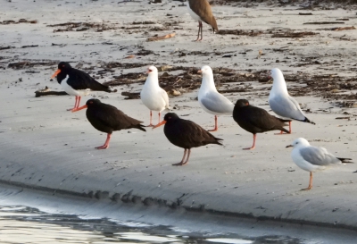 Australische zwarte scholekster - Haematopus fuliginosus - Sooty oystercatcher
