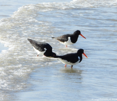 Australische bonte scholekster - Haematopus longirostris - Pied oystercatcher
