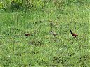 Wattled_Jacana_with_young.jpg