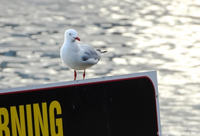 Witkopmeeuw - Chroicocephalus novaehollandiae - Silver gull
