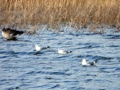 stormmeeuw - Larus canus - mew gull

