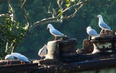 Witkopmeeuw - Chroicocephalus novaehollandiae - Silver gull
