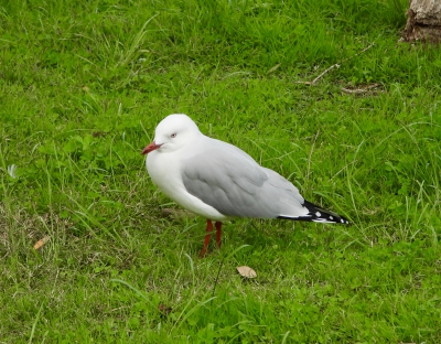 Witkopmeeuw - Chroicocephalus novaehollandiae - Silver gull
