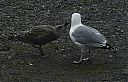 Herring_Gull_with_begging_young.jpg