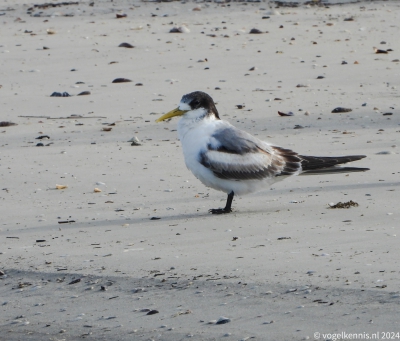 Geelsnavelstern - Thalasseus bergii - Greater crested tern
Ook wel Grote kuifstern
