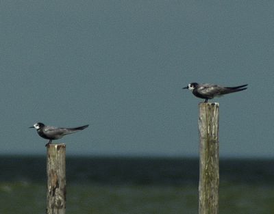 zwarte stern - black tern - Chlidonias niger
