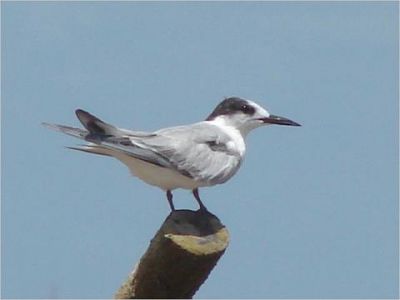 Gull-billed Tern - Gelochelidon nilotica
Keywords: Gull-billed Tern;Gelochelidon nilotica