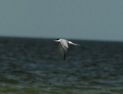 visdief - Sterna hirundo - common tern
Keywords: visdief;Sterna hirundo