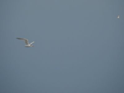 Forster tern - forster tern - forster stern
