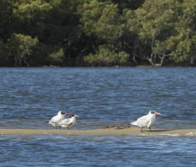 Grote kuifstern (thalasseus bergi) met twee Reuzensterns (Hydroprogne caspia)
