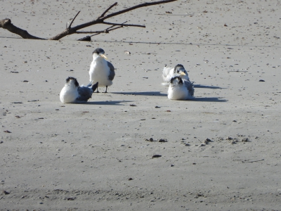 Grote kuifstern - Thalasseus bergi - Greater crested tern
