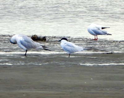 Australische lachstern - Gelochelidon macrotarsa - Australian tern
