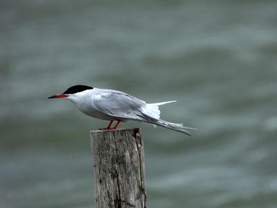 Visdief, Common Tern, Sterna hirundo
