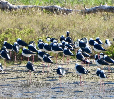 Australische steltkluut - Himantopus leucocephalus - Pied stilt
