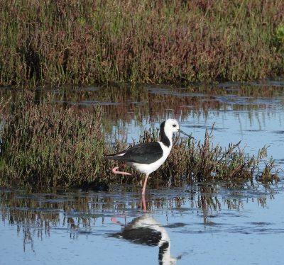 Australische steltkluut - Himantopus leucocephalus - Pied stilt
