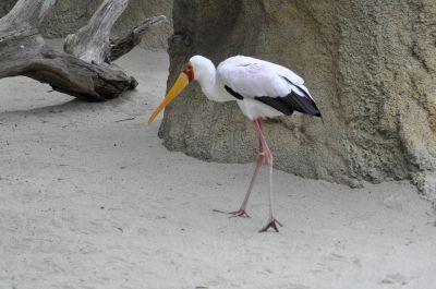 Afrikaanse nimmerzat - Mycteria ibis
Keywords: Afrikaanse nimmerzat;Mycteria ibis
