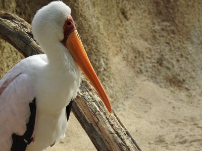 Afrikaanse nimmerzat - Mycteria ibis
