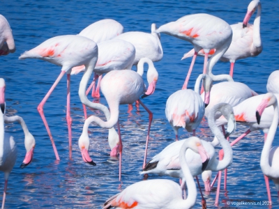 Europese Flamingo - Greater flamingo - Phoenicopterus roseus
