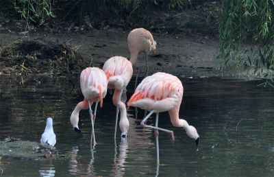 rode flamingo - Phoenicopterus ruber
