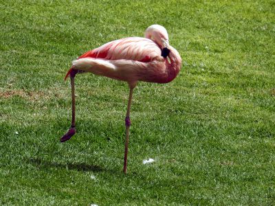 rode flamingo - Phoenicopterus ruber
