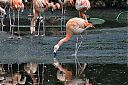 Chilean_Flamingo.jpg
