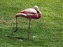 flamingo~0.jpg