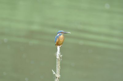 IJsvogel - Kingfisher - Alcedo atthis

