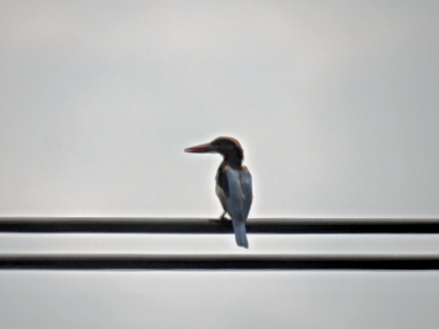 smyrna-ijsvogel - Halcyon smyrnensis - White-throated kingfisher
