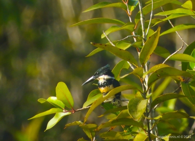 Bandijsvogel – Belted Kingfisher (Megaceryle halcyon)
