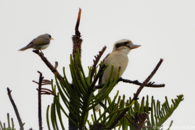 Kookaburra - Dacelo novaeguineae
